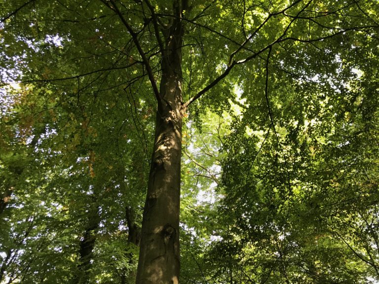 Eigentümerversammlung im Schwerter Wald, auch bekannt als: Waldspaziergang